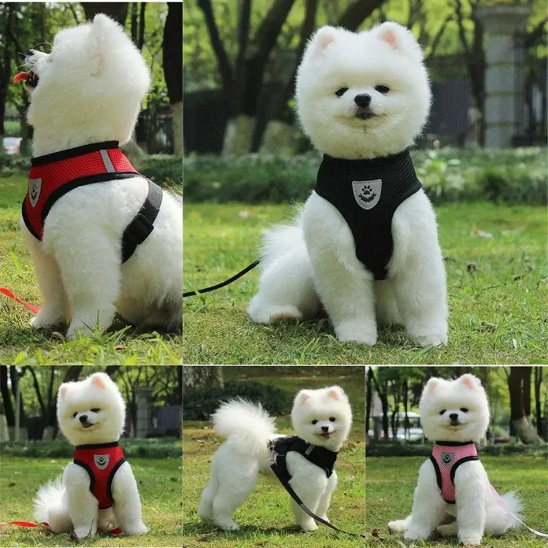 Fluffy white Pomeranian dog wearing different colored harnesses.