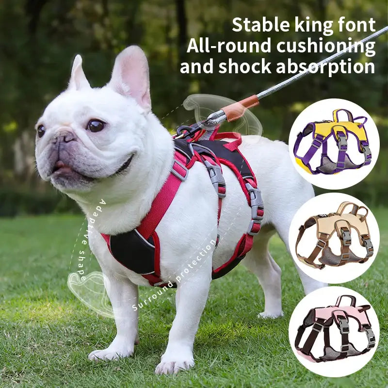 White French Bulldog wearing a red and black harness.