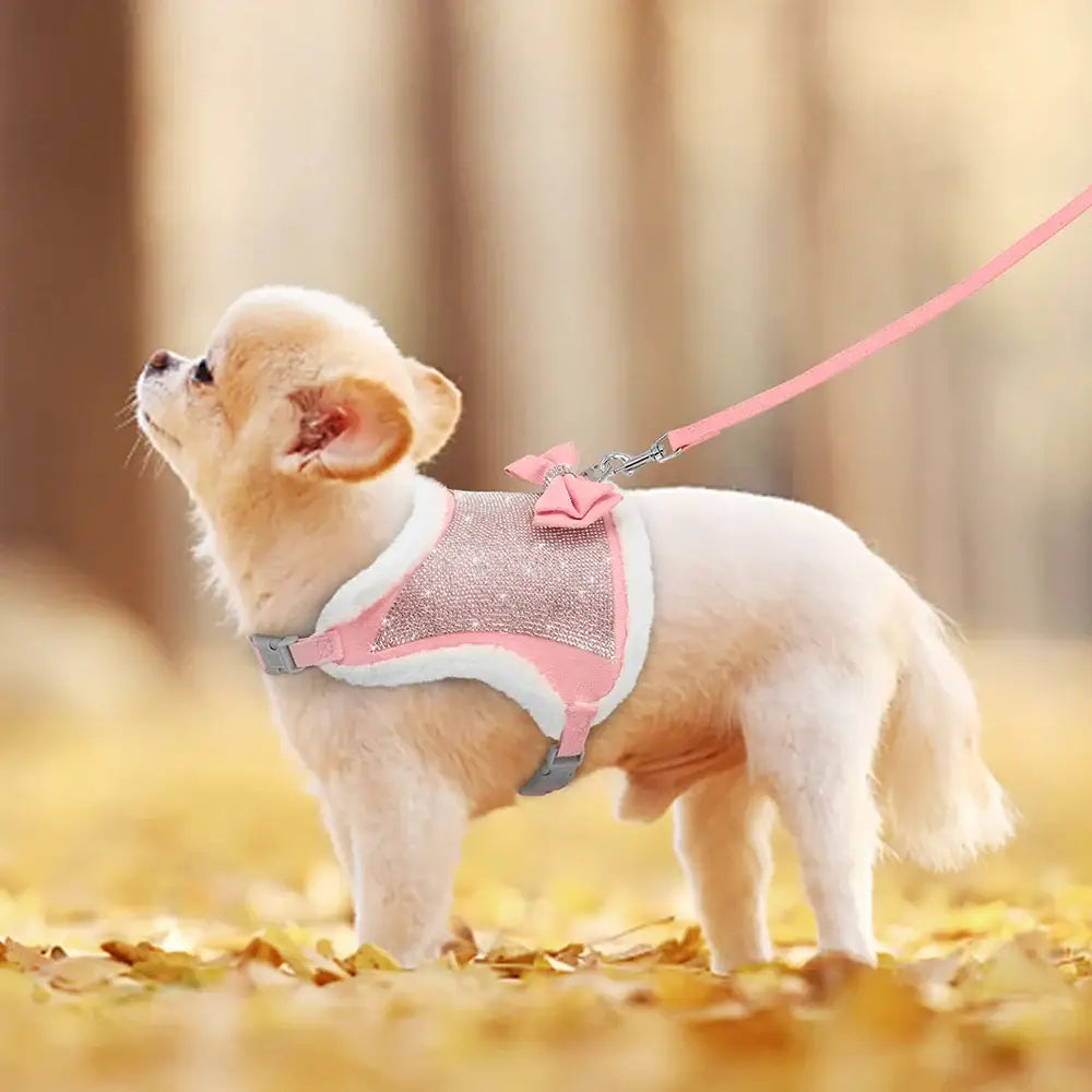 Chihuahua puppy wearing a pink and gray harness with a leash.