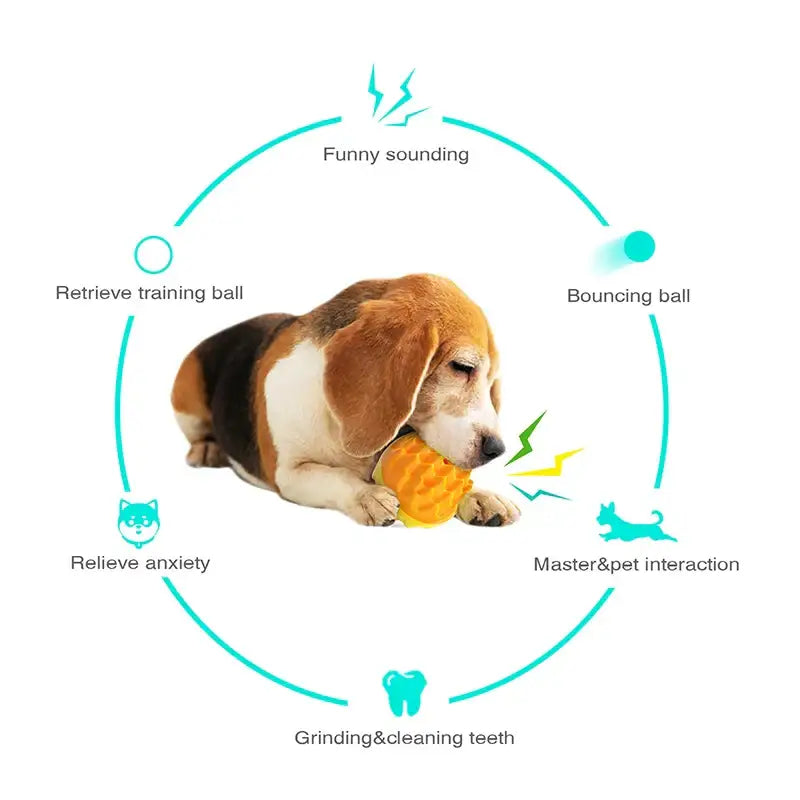 Beagle dog chewing on a yellow toy or ball.