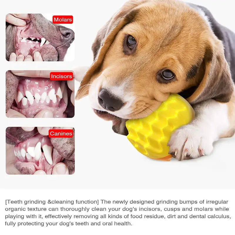 Beagle puppy chewing on a yellow toy.