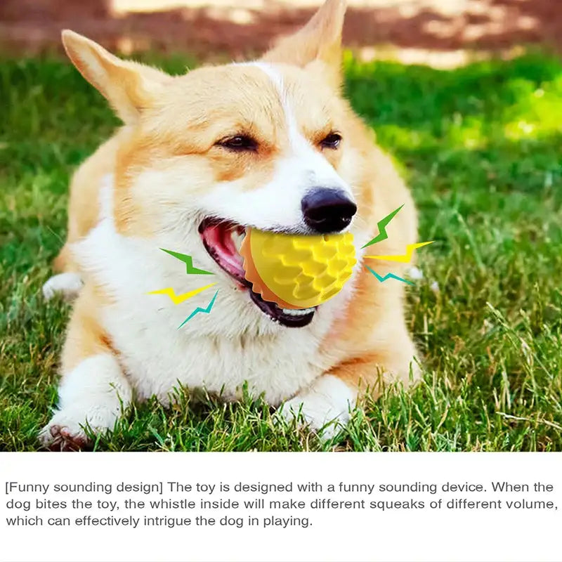 Corgi dog holding a yellow ball toy in its mouth while lying on grass.