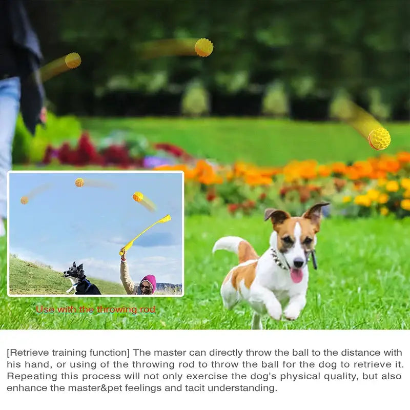 Small white and tan dog standing on grass with tennis balls in the air.