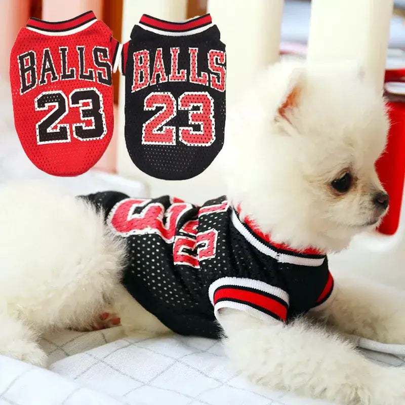 White Chihuahua puppy wearing a black ’BALLS 23’’ basketball jersey.