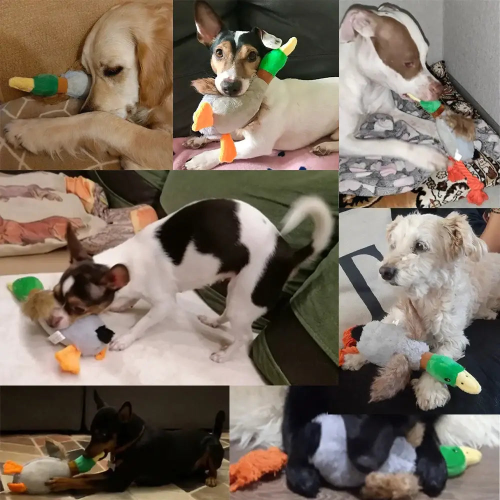 Collage of dogs playing with colorful plush duck toys.