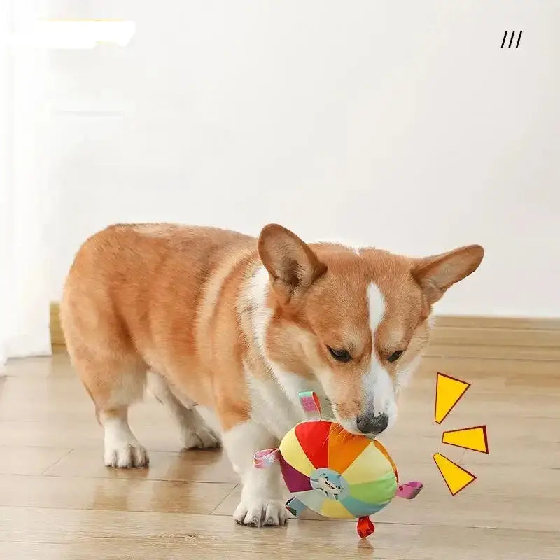 Corgi dog sniffing a colorful toy on a wooden floor.