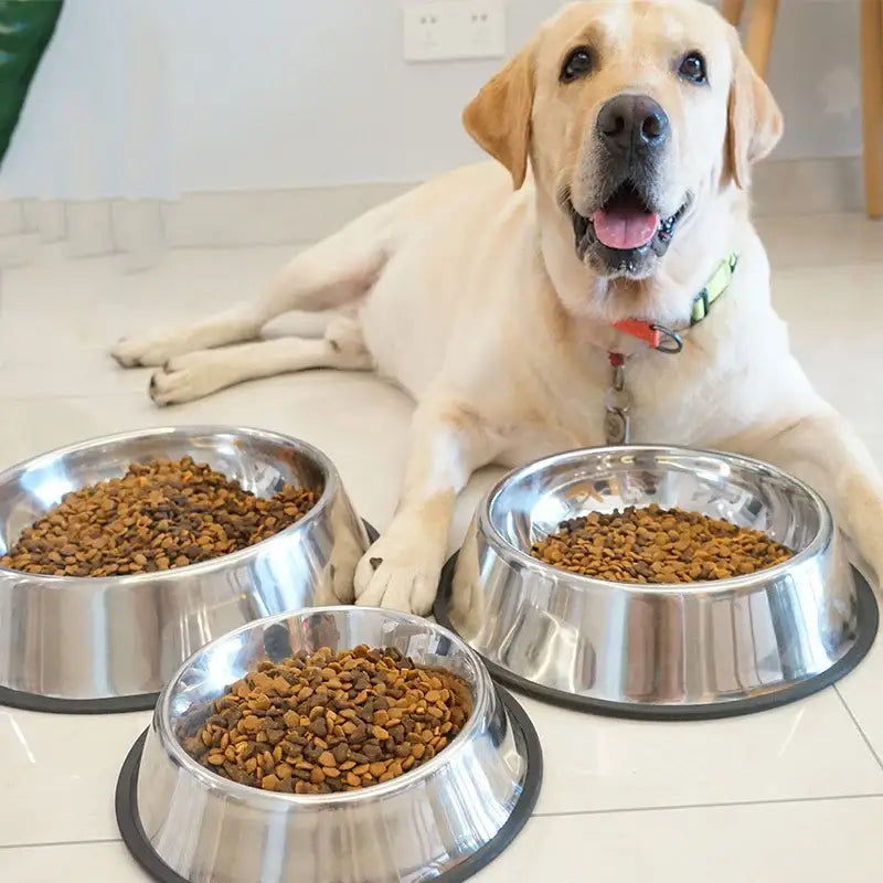 Yellow Labrador Retriever sitting behind three metal bowls filled with dog food.