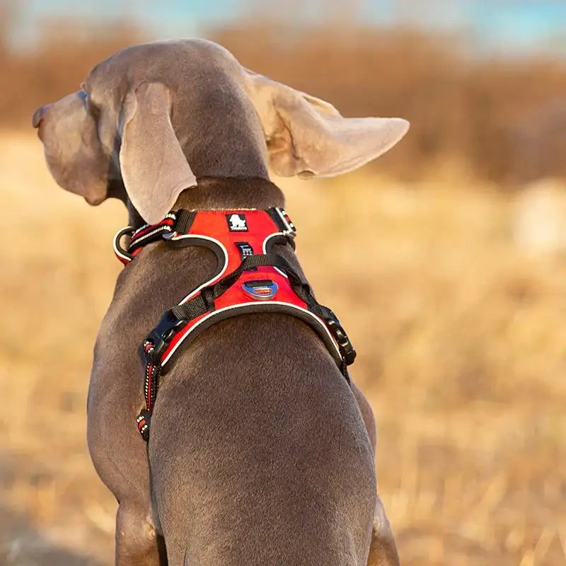 Weimaraner dog wearing a red harness, viewed from behind.