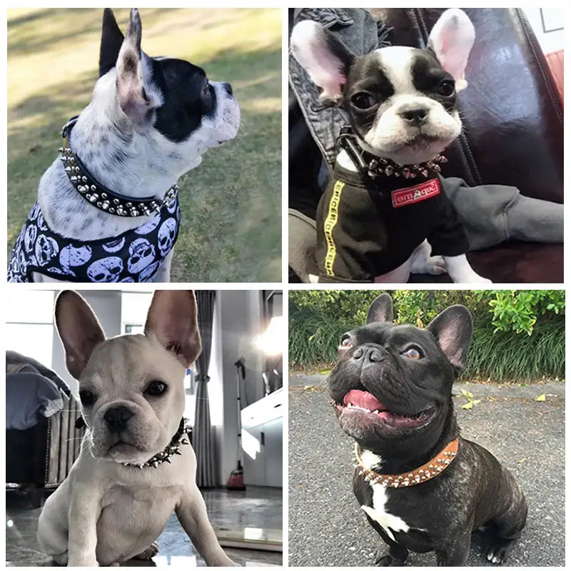 Collage of four French Bulldog portraits wearing different collars and accessories.