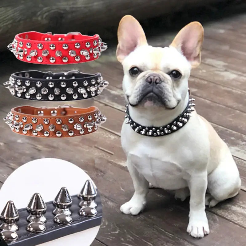 French Bulldog wearing a spiked collar.