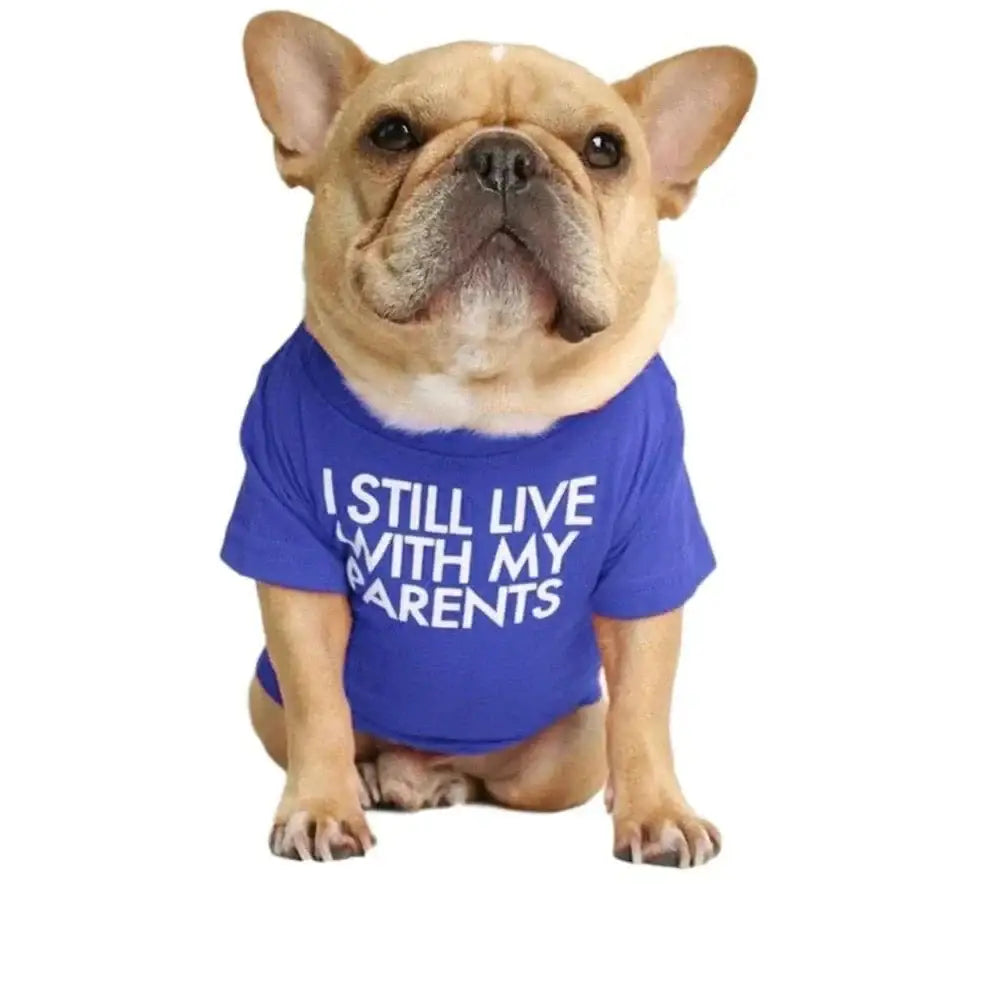 French Bulldog wearing a blue shirt with text ’I STILL LIVE WITH MY PARENTS’.