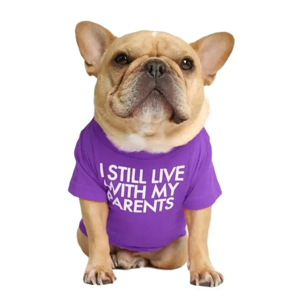 French Bulldog wearing a purple shirt with text.