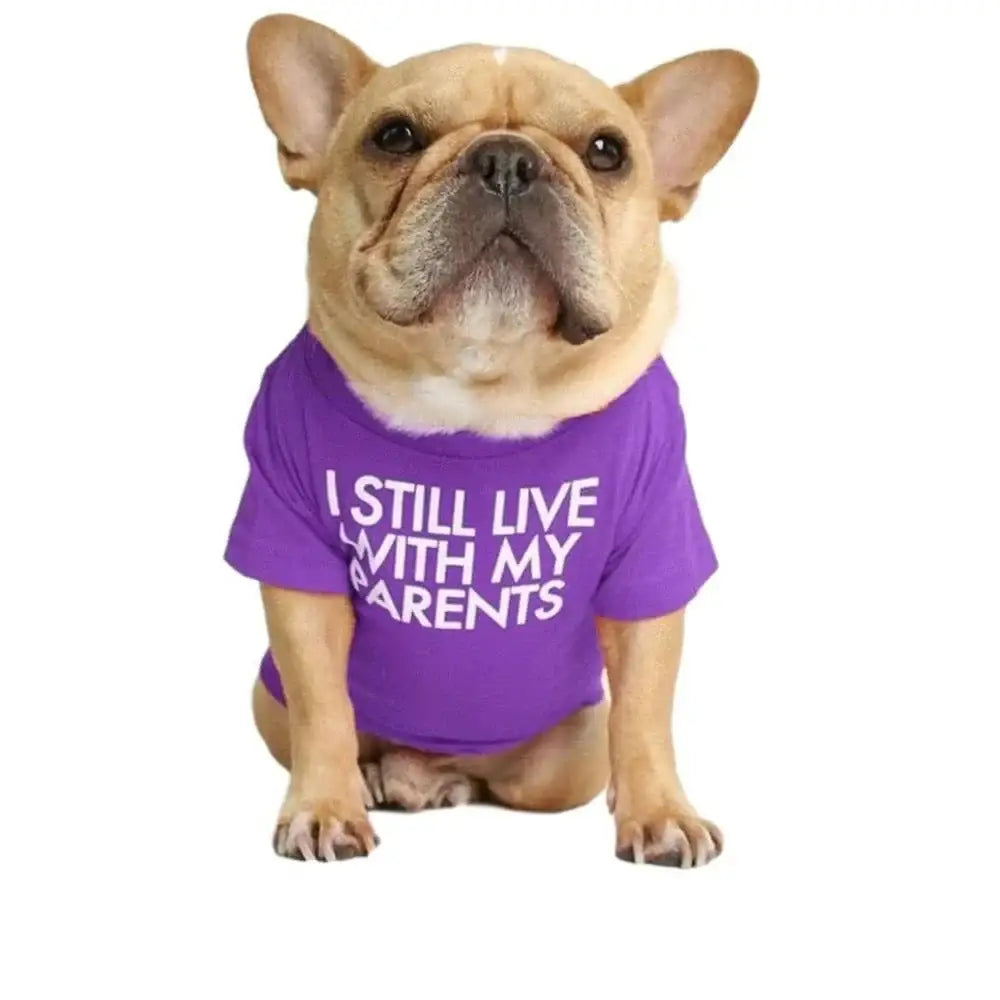 French Bulldog wearing a purple t-shirt with text.