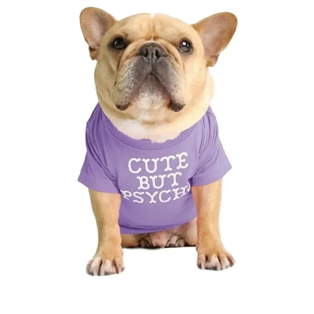 French Bulldog wearing a purple t-shirt with text ’CUTE BUT PSYCHO’.