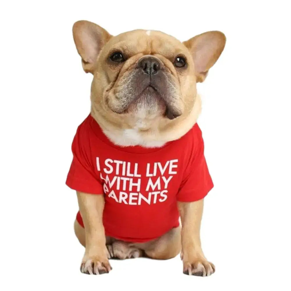 French Bulldog wearing a red shirt with text saying ’I STILL LIVE WITH MY PARENTS’.