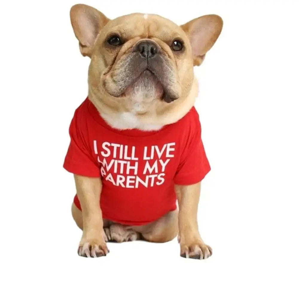 French Bulldog wearing a red t-shirt with text.