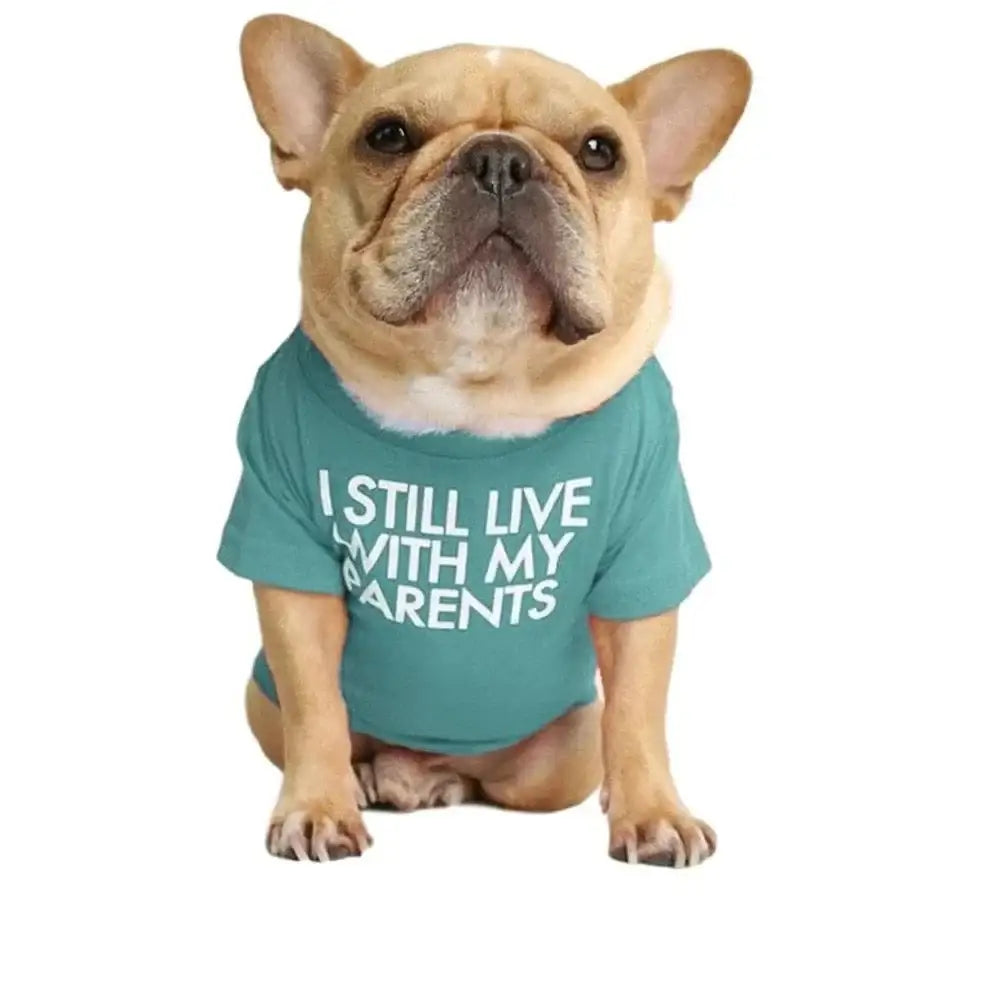 French Bulldog wearing a teal t-shirt with text.