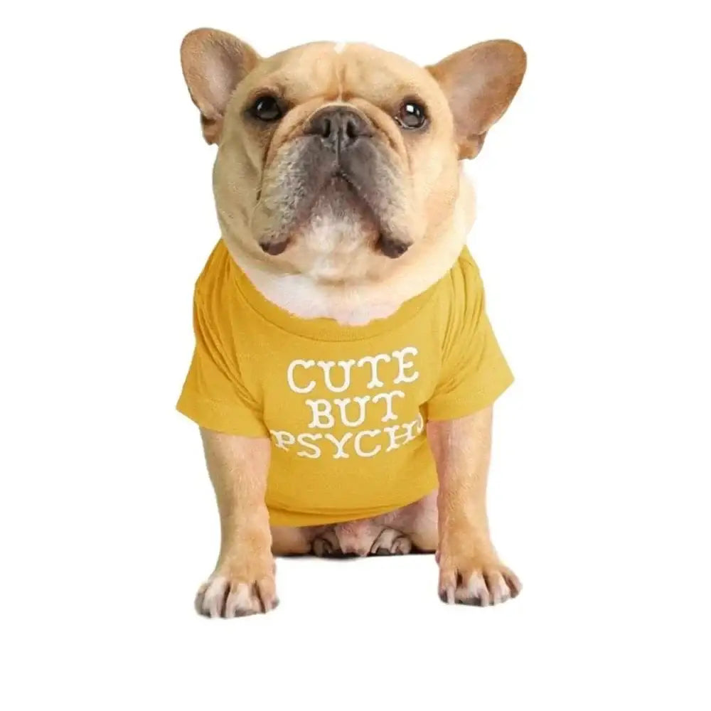 French Bulldog wearing a yellow shirt with text ’CUTE BUT PSYCHO’.