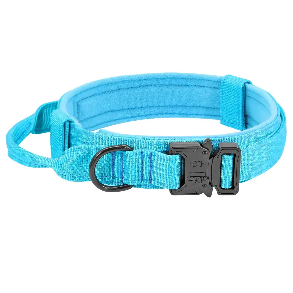 Bright blue adjustable dog collar with a plastic buckle and metal D-ring.