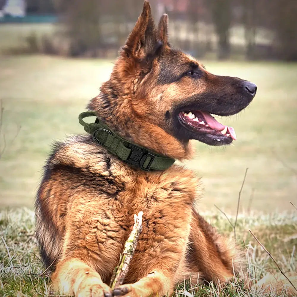 German Shepherd dog with alert ears and an open mouth, wearing a green collar.