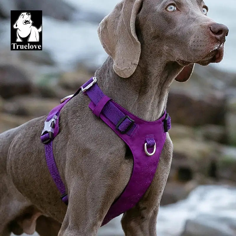 Weimaraner dog wearing a bright purple harness.