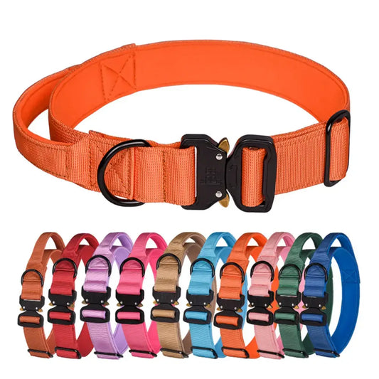 Bright orange dog collar with a sturdy metal buckle and adjustable nylon strap.