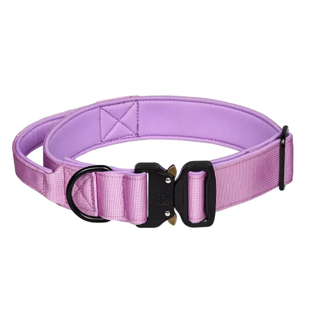 Purple nylon dog collar with black buckle and metal D-ring.