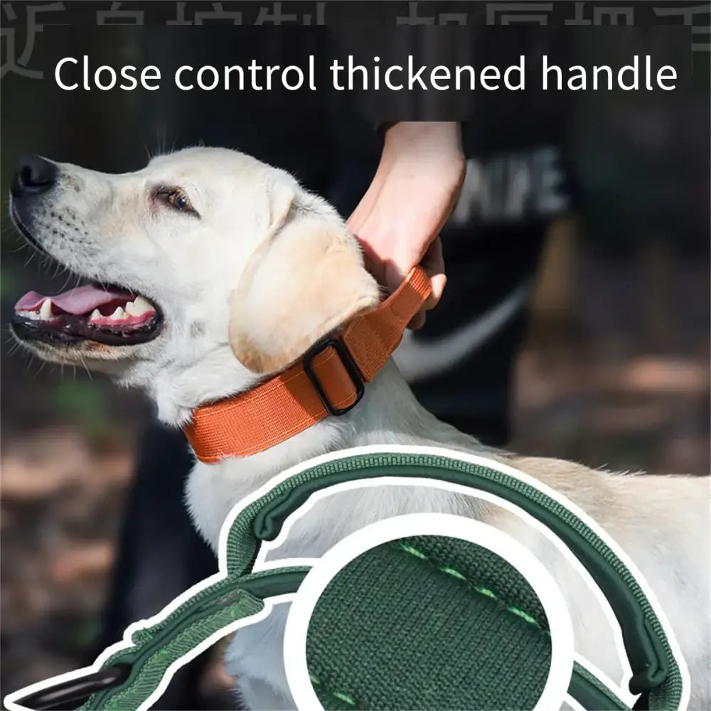 White dog wearing an orange collar, with a green leash visible.