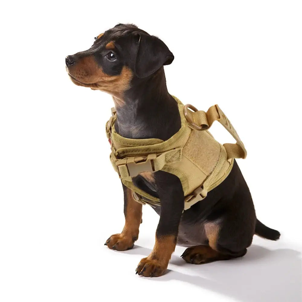 Dachshund puppy wearing a tan tactical vest or harness.