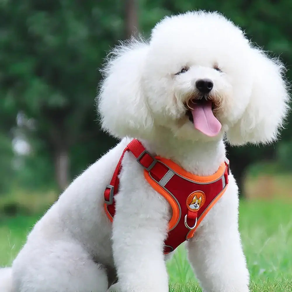 Fluffy white Bichon Frise dog wearing a red harness.