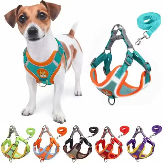 Jack Russell terrier wearing a teal and orange harness.