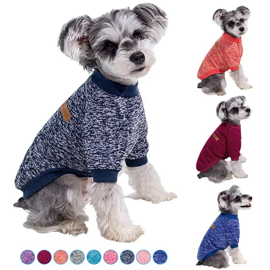 Small dog wearing a blue and white knit sweater.