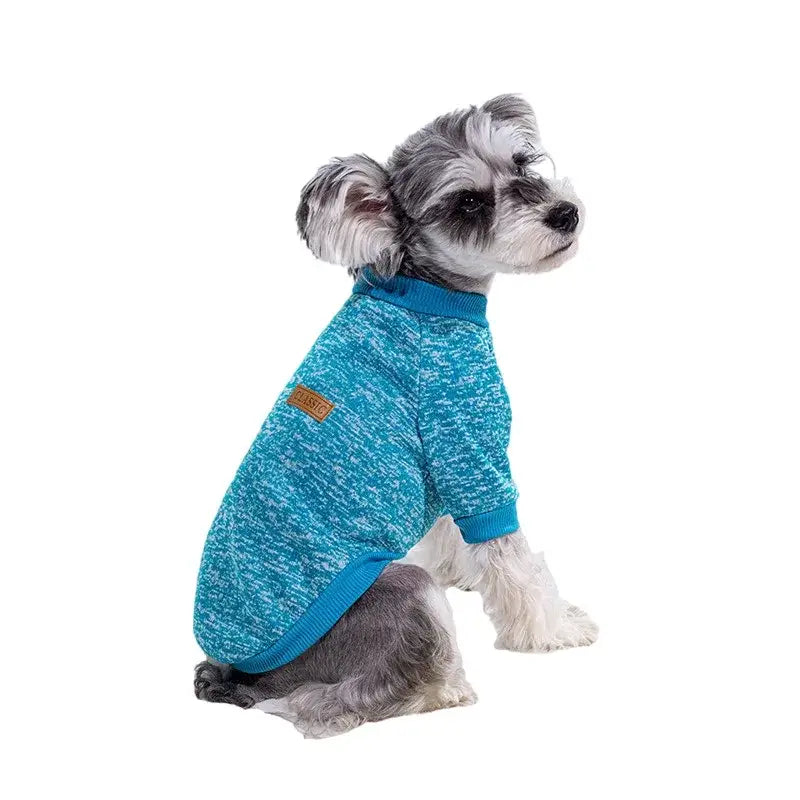 Small dog wearing a bright blue sweater.