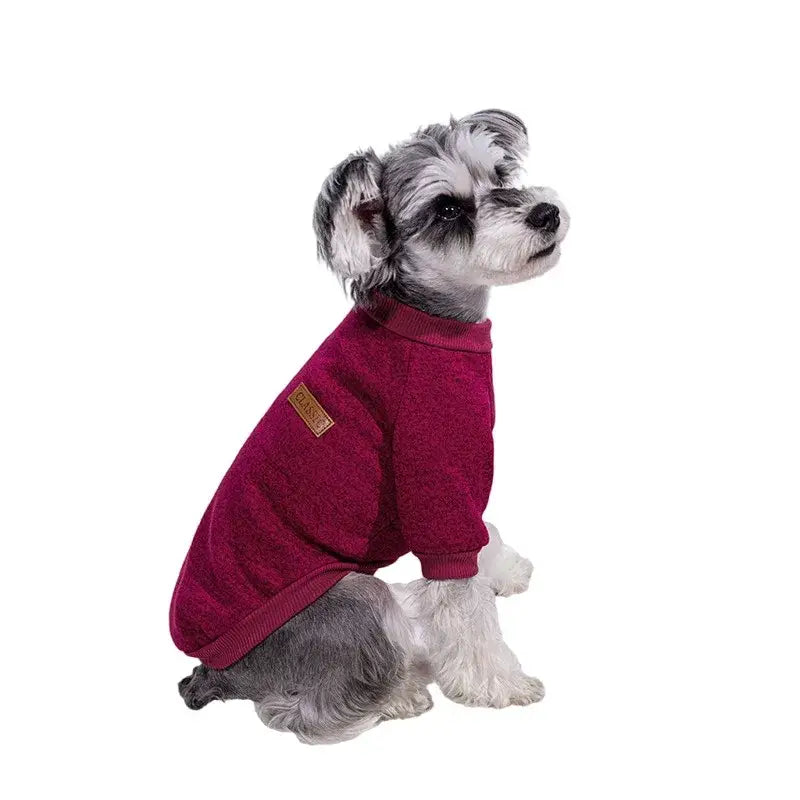 Small gray and white dog wearing a burgundy sweater.