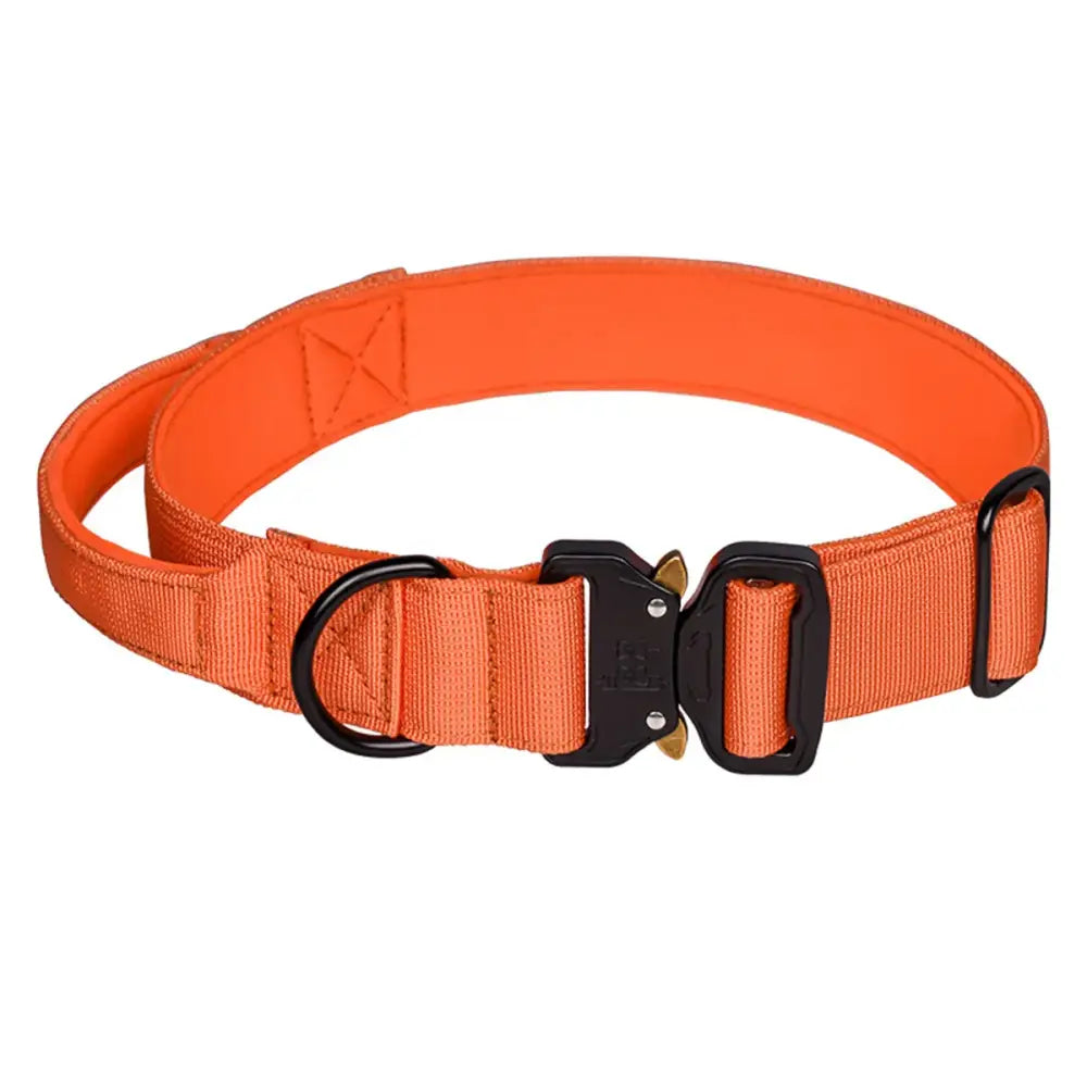 Bright orange dog collar with a black buckle and metal ring.