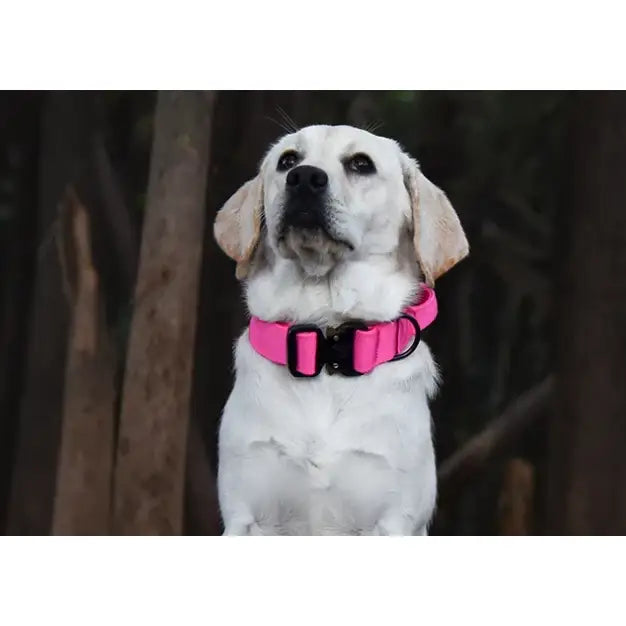 White dog wearing a bright pink collar.