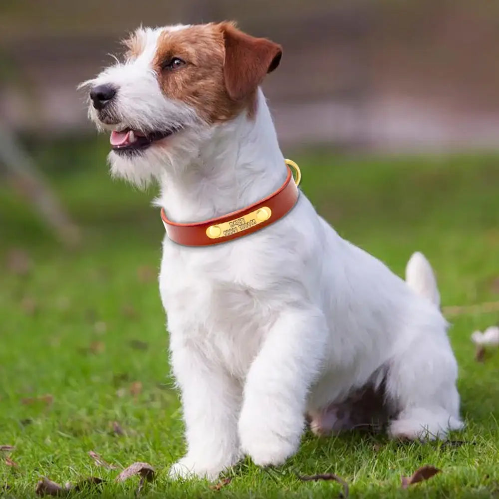 Jack Russell terrier sitting on grass, wearing a red collar.