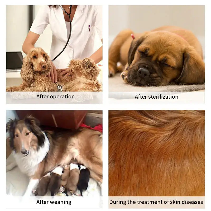 Collage of four photos showing dogs in different veterinary care situations.