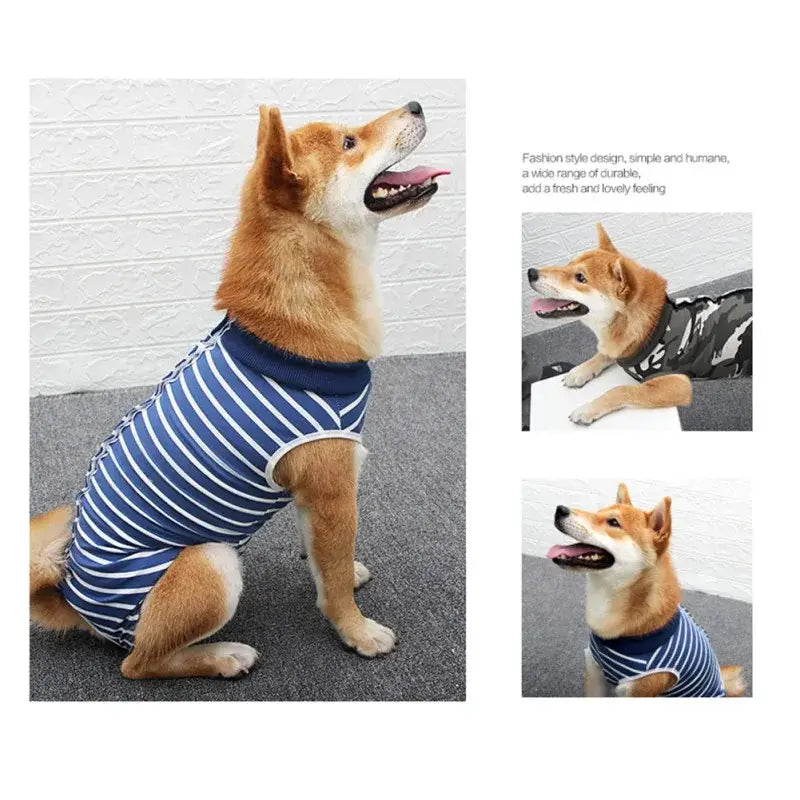 Shiba Inu dog wearing a blue and white striped shirt.