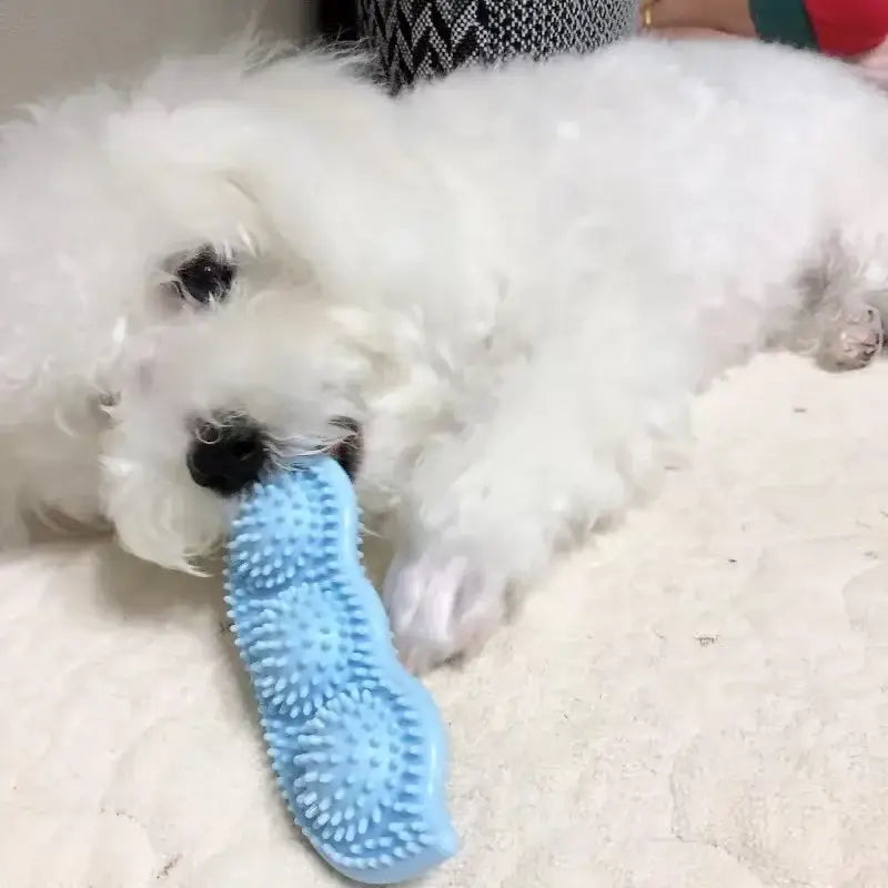 Fluffy white dog chewing on a light blue textured toy.