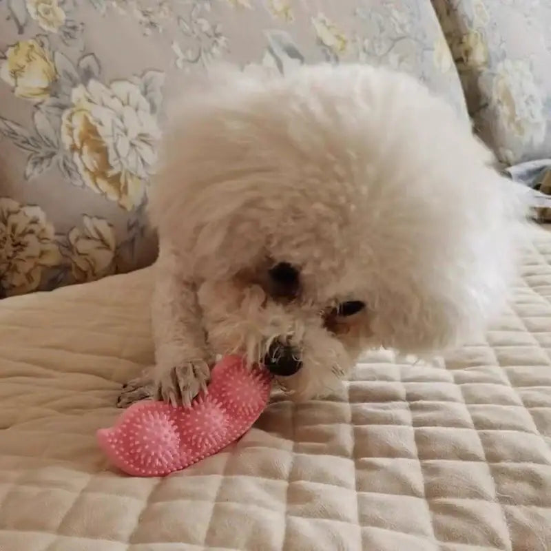 Fluffy white dog playing with a pink spiky toy on a bed.