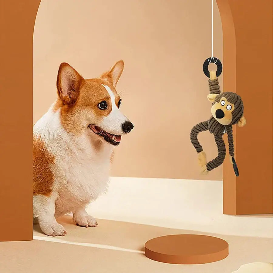 Corgi dog looking at a hanging monkey toy.