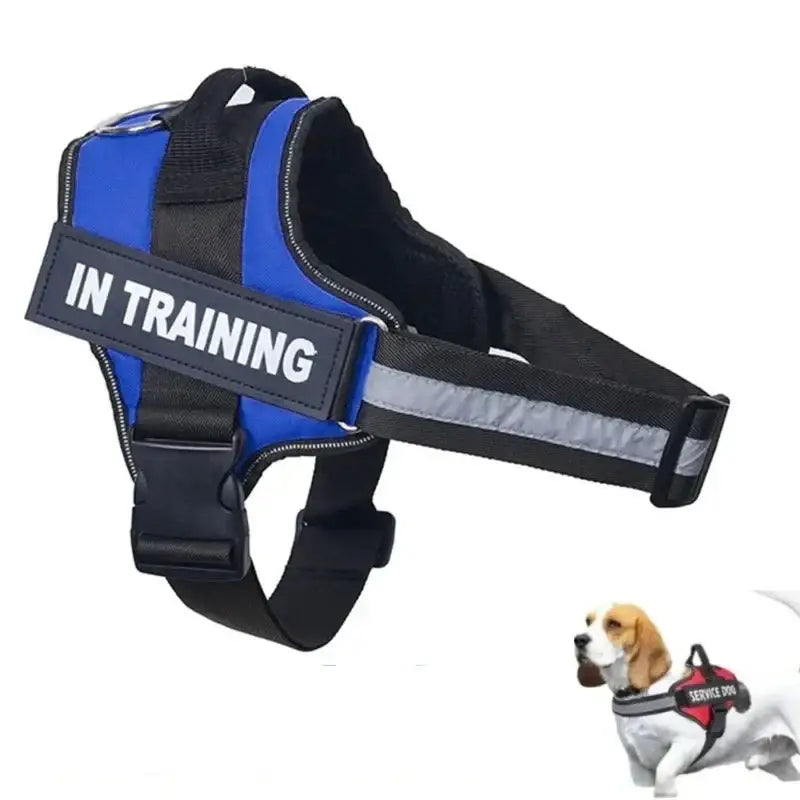 Dog harness with ’IN TRAINING’ label in blue and black colors.