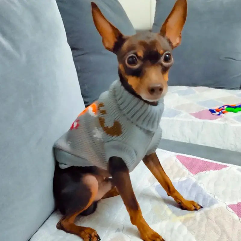 Chihuahua wearing a light-colored knit sweater.