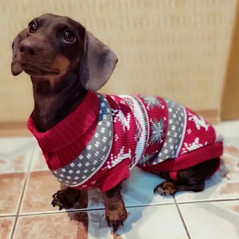 Dachshund wearing a red and gray patterned Christmas sweater.