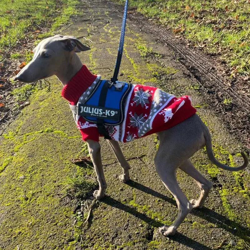 Whippet or greyhound-type dog wearing a red patterned sweater and harness on a leash.