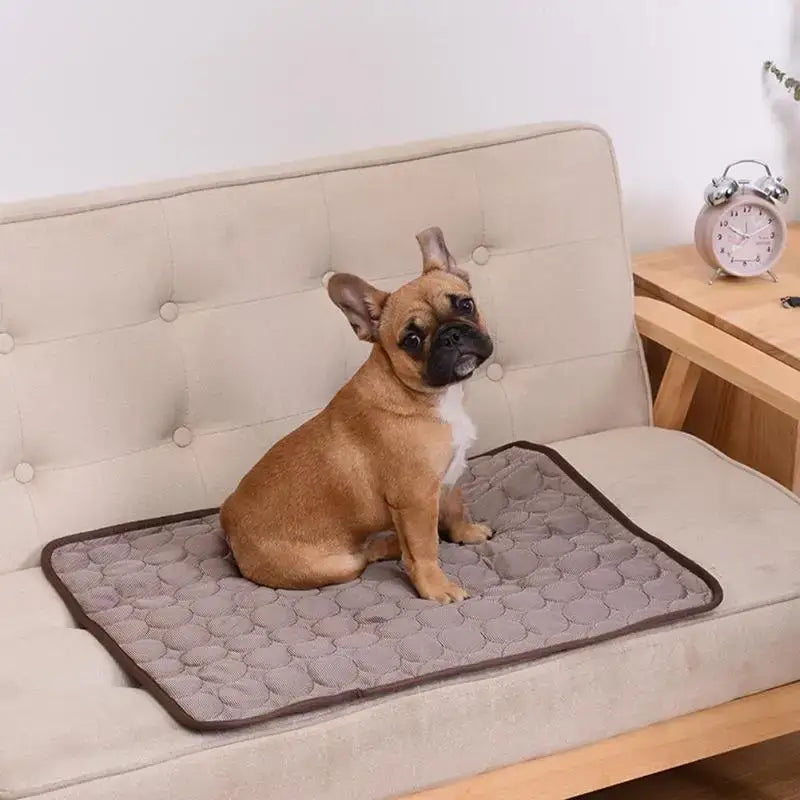 French Bulldog puppy sitting on a cushioned mat.