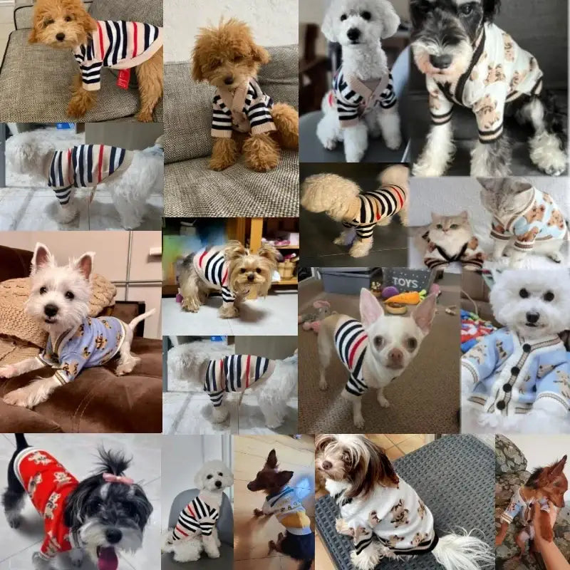 Collage of various small dogs wearing different patterned shirts and outfits.