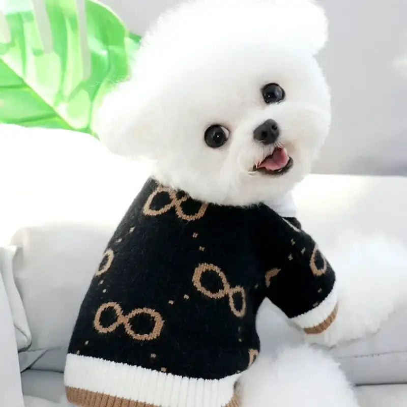 Fluffy white dog wearing a black sweater with gold pattern.