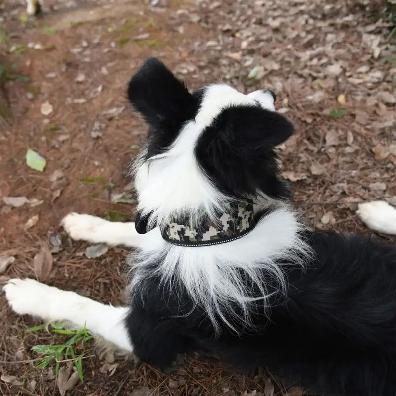 Border Collie dog wearing a studded collar.